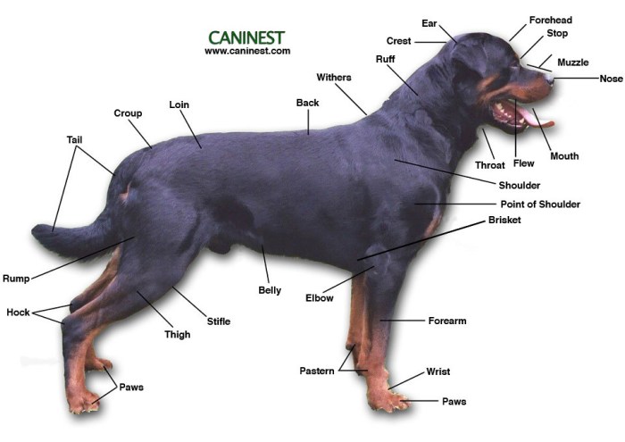 Basic canine and feline anatomy crossword