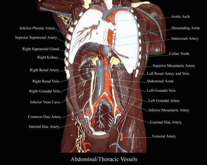 Torso model labeled blood vessels