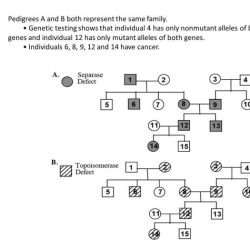 Pedigree chart worksheet with answer key