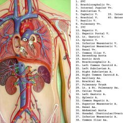 Torso model labeled blood vessels