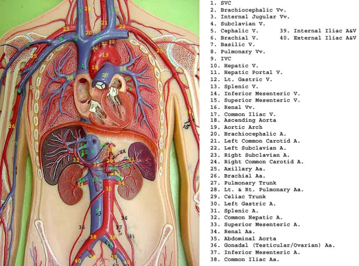 Torso model labeled blood vessels