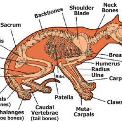 Basic canine and feline anatomy crossword