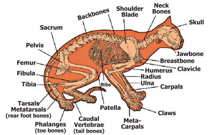 Basic canine and feline anatomy crossword